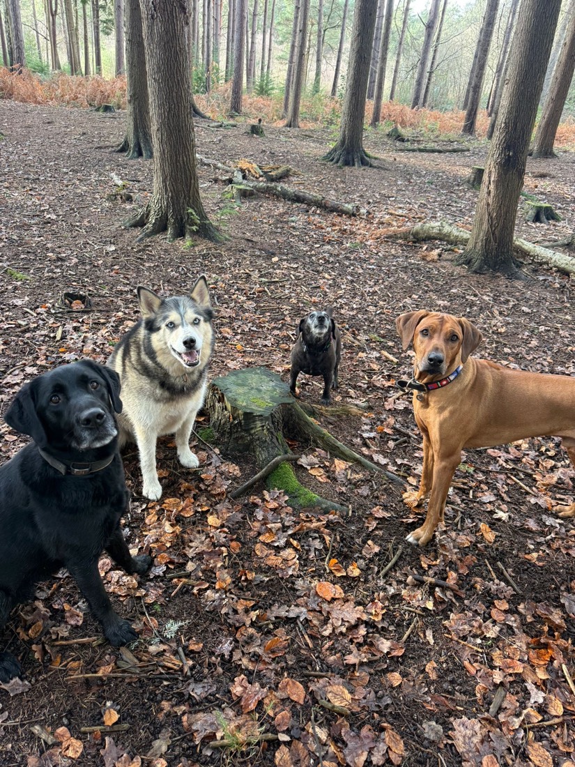 Four dogs posing together in autumn woodland