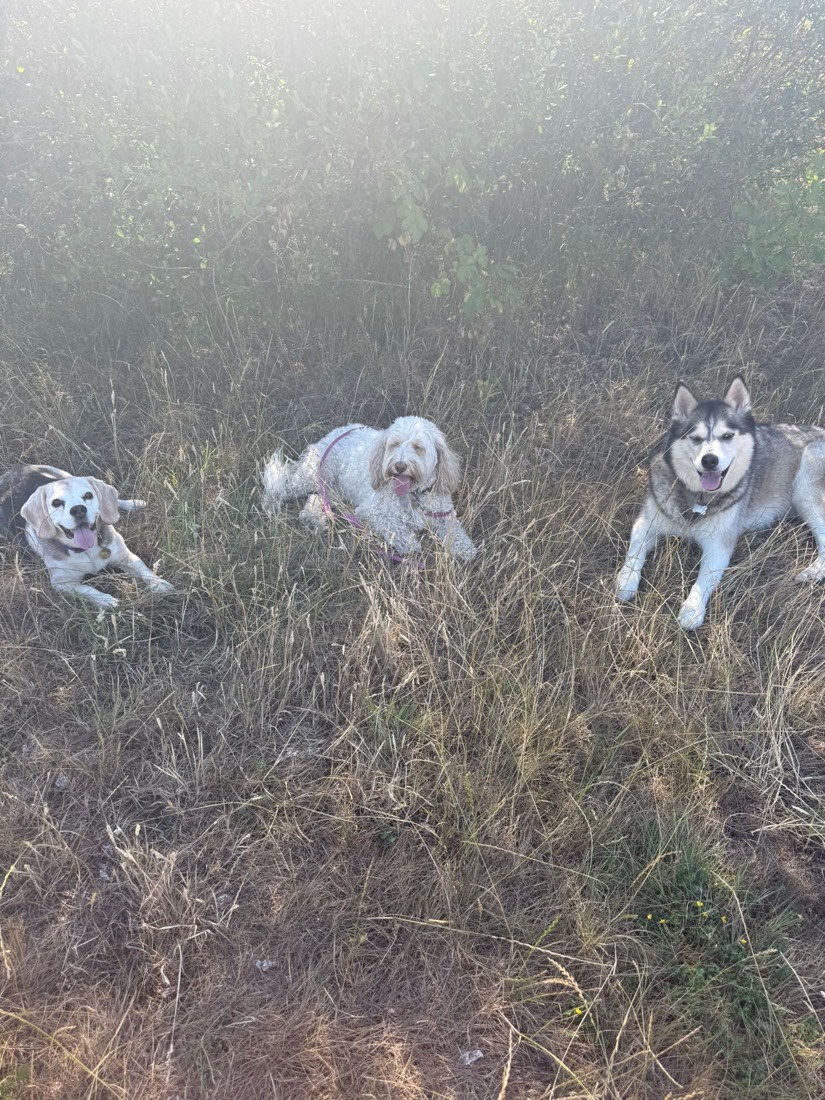 Three dogs resting in long golden grass