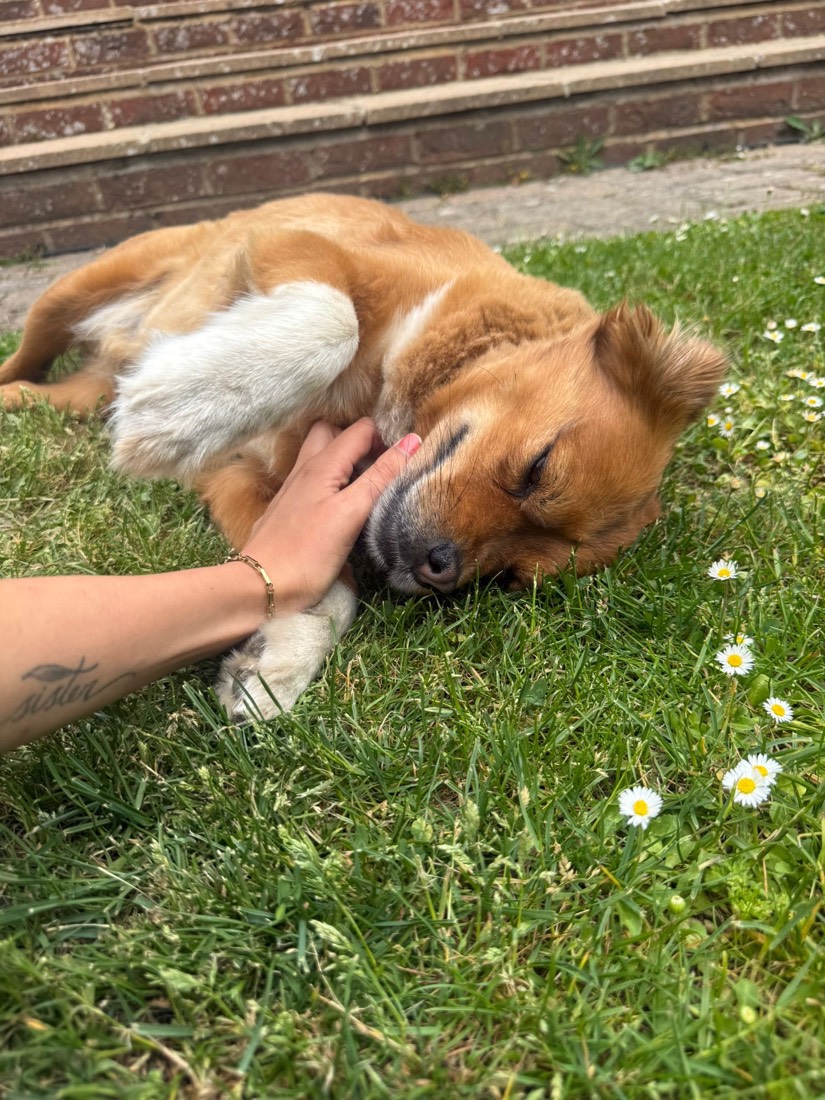 A happy dog enjoying a fuss in the sunshine