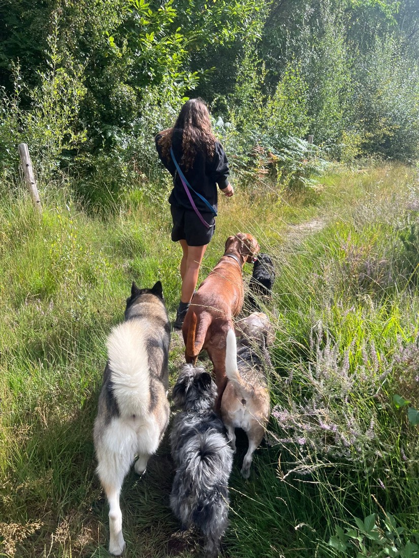 Walker leading the pack along a sunny Surrey heath path
