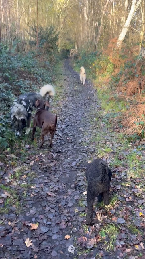 Video of the pack on a woodland adventure walk
