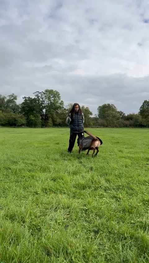 Video of one-to-one training with a dog out in the field