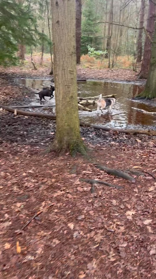 Video of dogs exploring the woods on a group walk