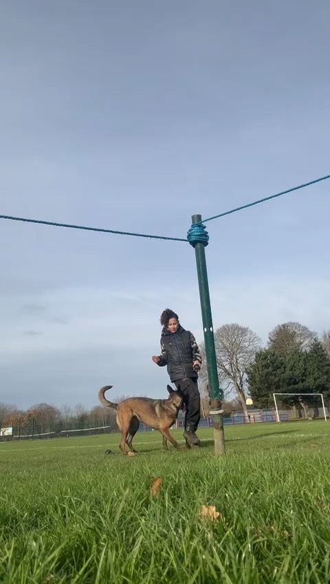Video of recall training with a dog on a long line