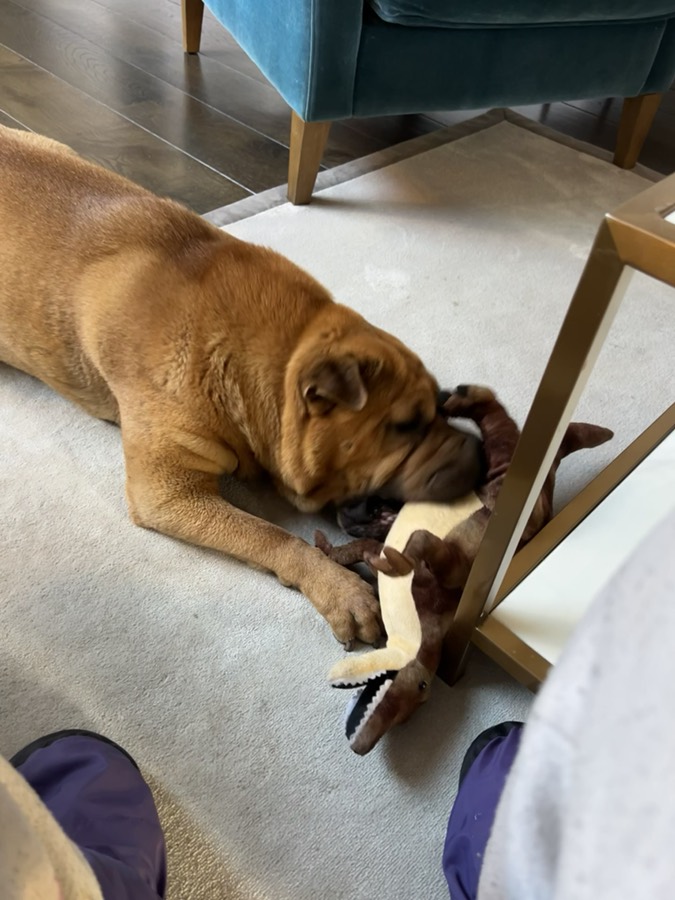 Video of a relaxed, happy dog