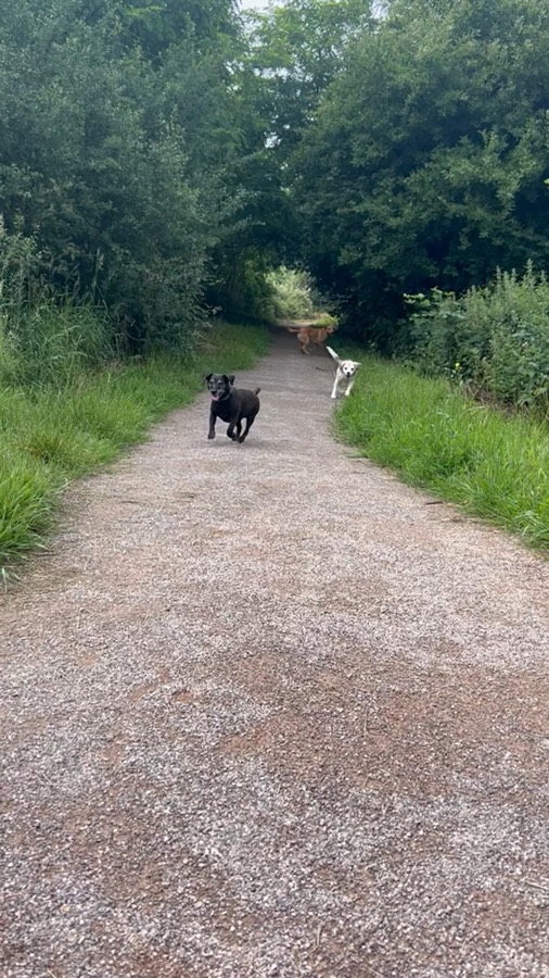 Video of dogs racing down a woodland path