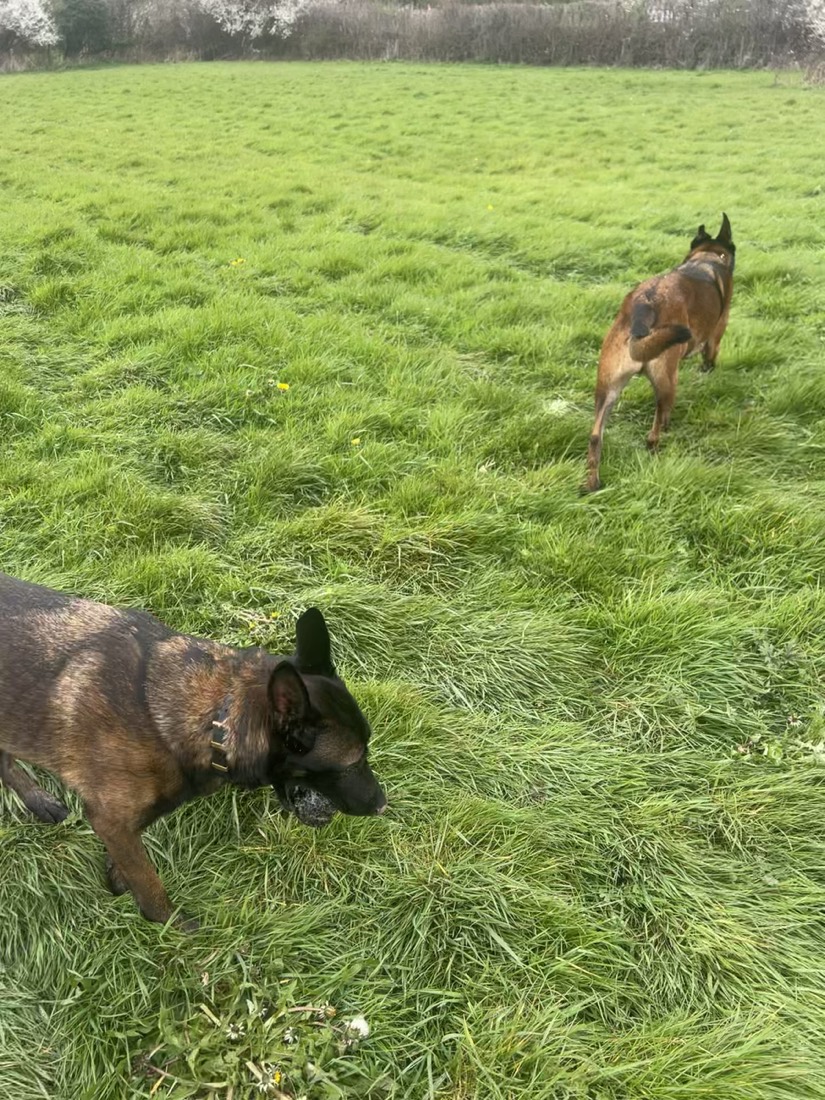 Video of dogs playing in a field on a Pup Trucks adventure